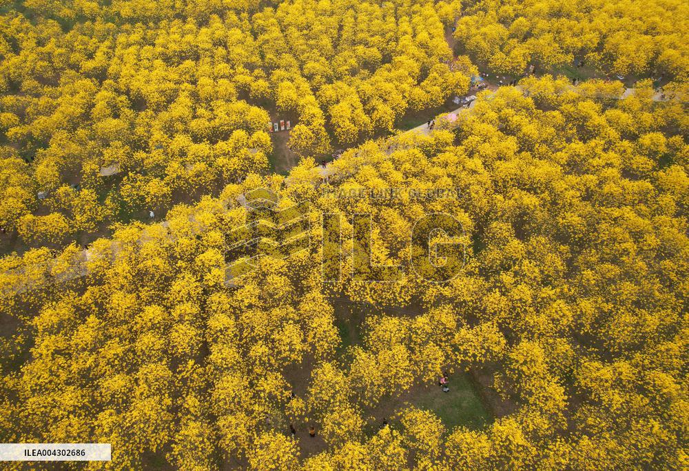 Spring Tour in Longchang