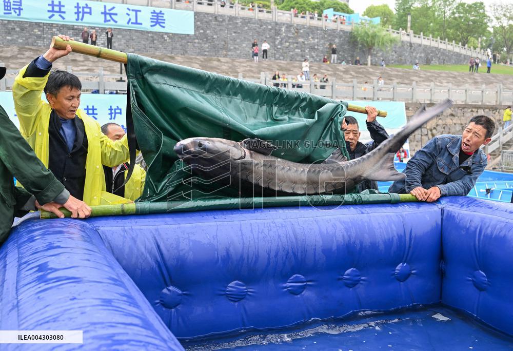 Chinese Sturgeon Release Into Yangtze River - China