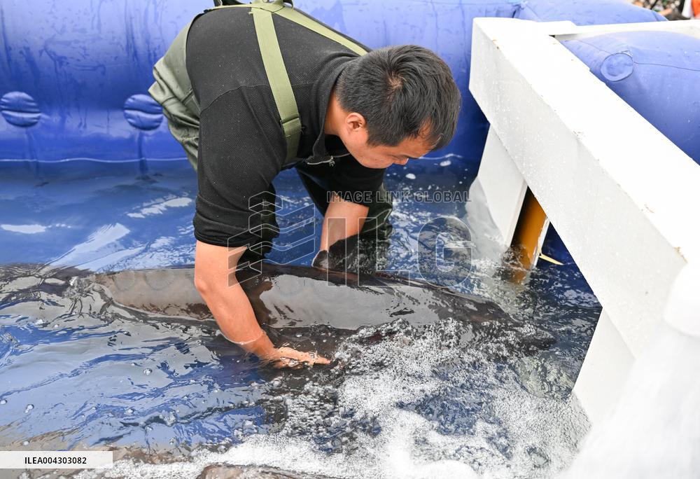 Chinese Sturgeon Release Into Yangtze River - China