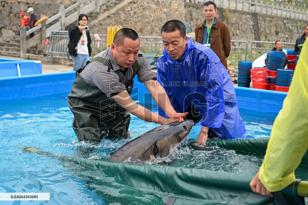 Chinese Sturgeon Release Into Yangtze River - China