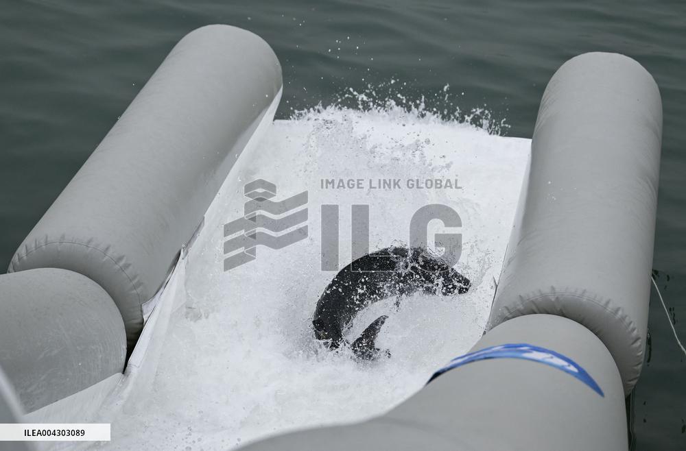 Chinese Sturgeon Release Into Yangtze River - China