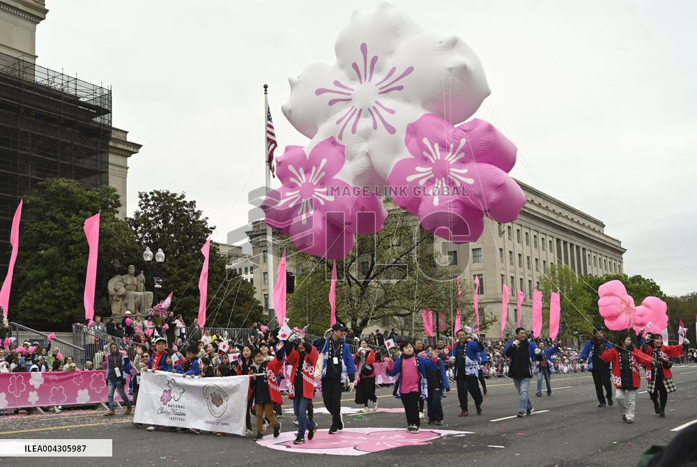 Cherry blossom festival in Washington