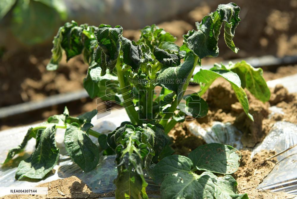 Potato Frost Damage