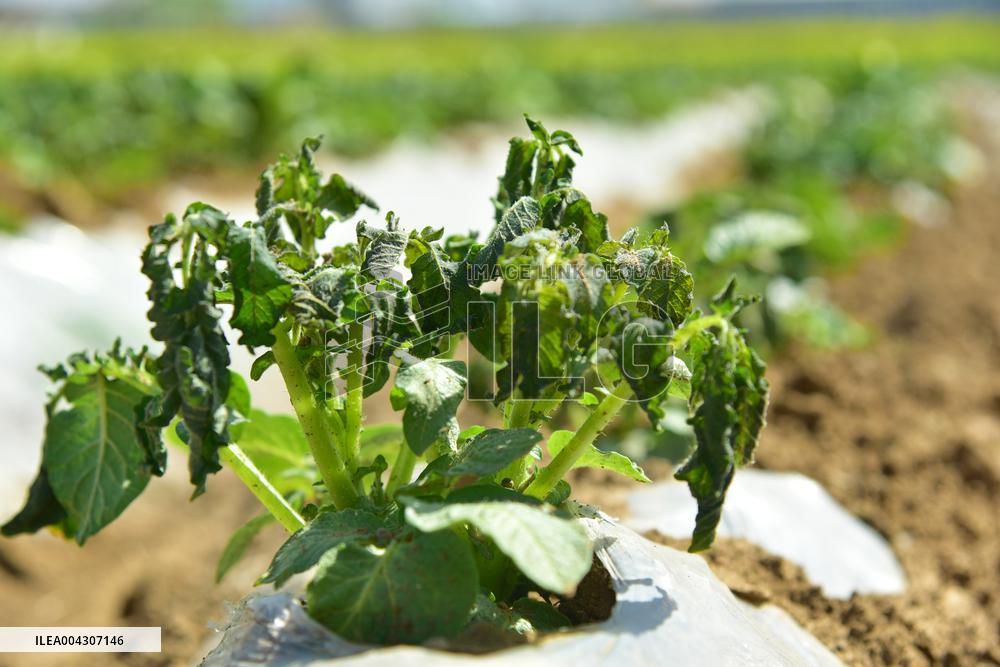 Potato Frost Damage