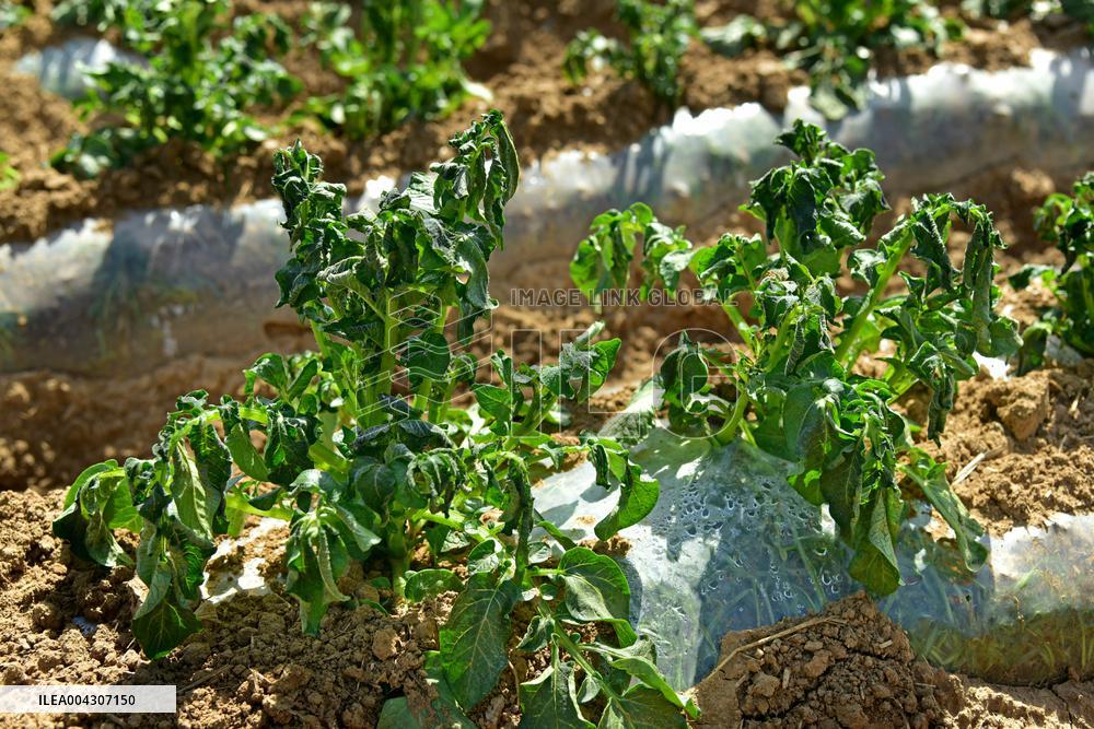 Potato Frost Damage