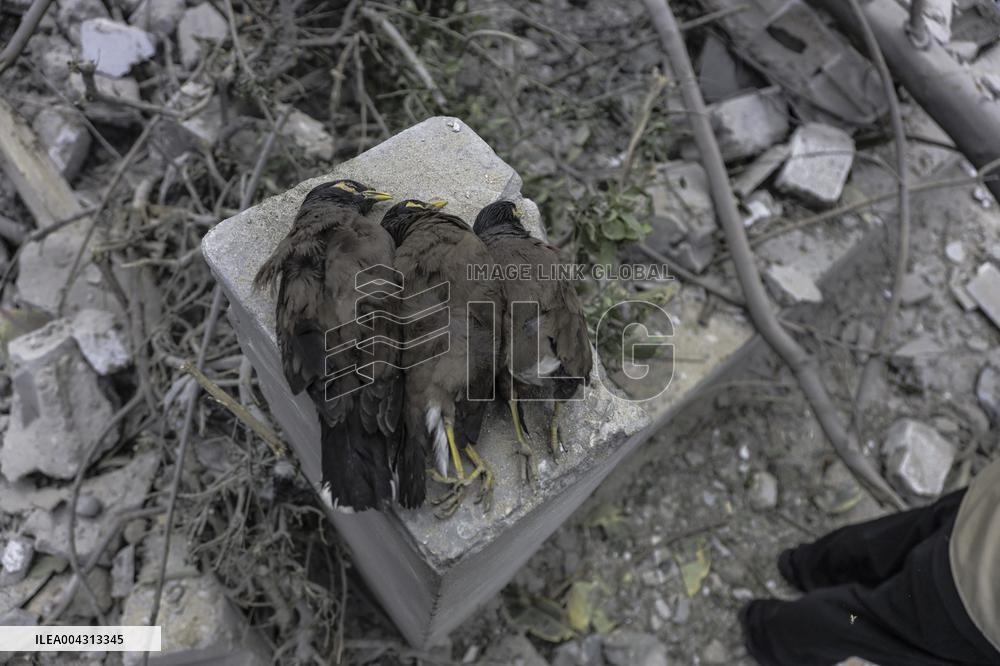 Strikes on Gaza Baptist Hospital