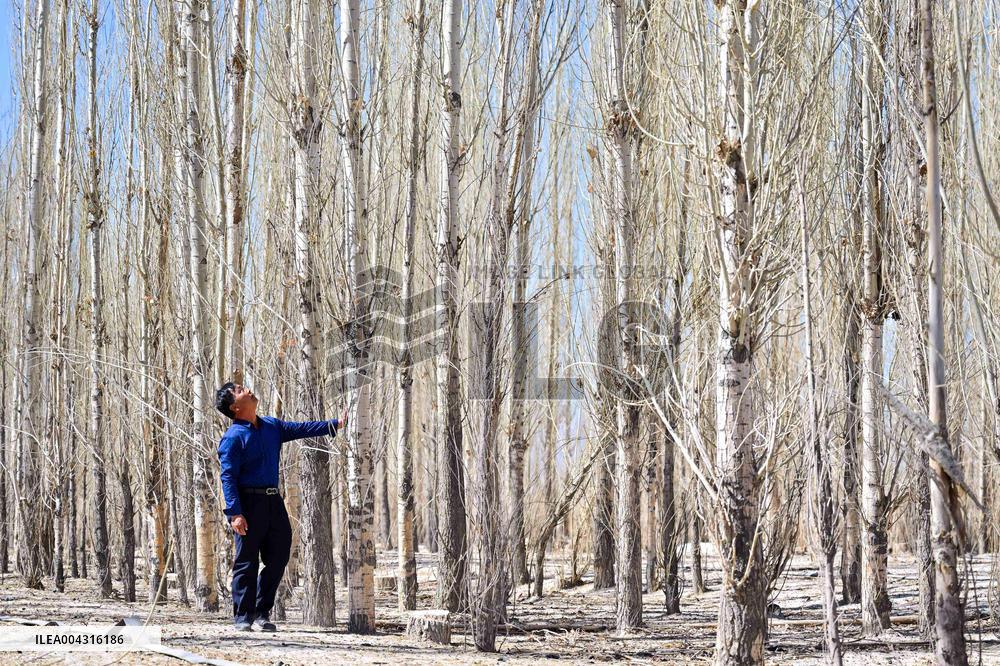 Taklimakan Desert Control Afforestation - China