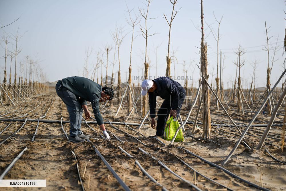 Taklimakan Desert Control Afforestation - China