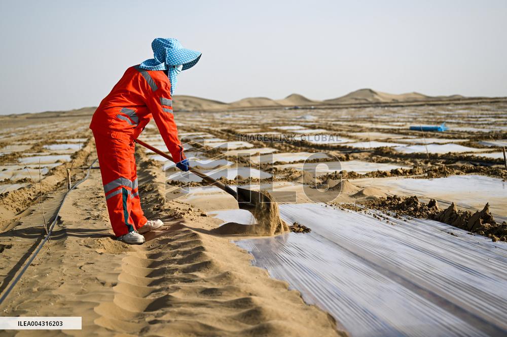 Taklimakan Desert Control Afforestation - China
