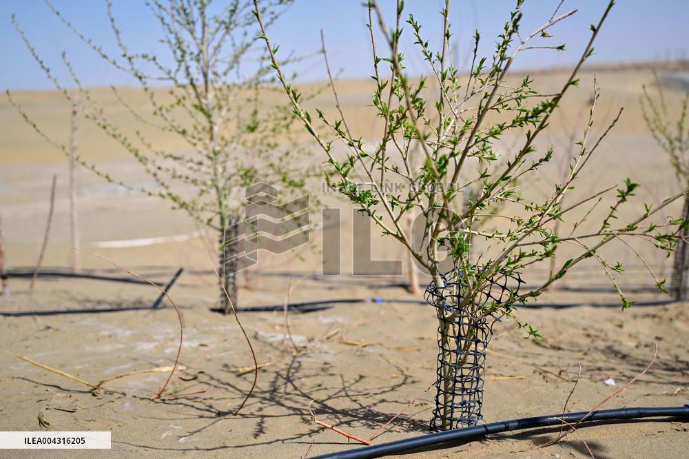Taklimakan Desert Control Afforestation - China