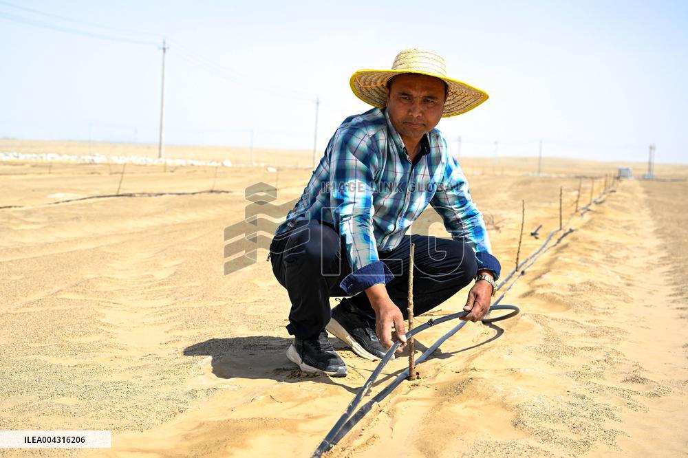 Taklimakan Desert Control Afforestation - China