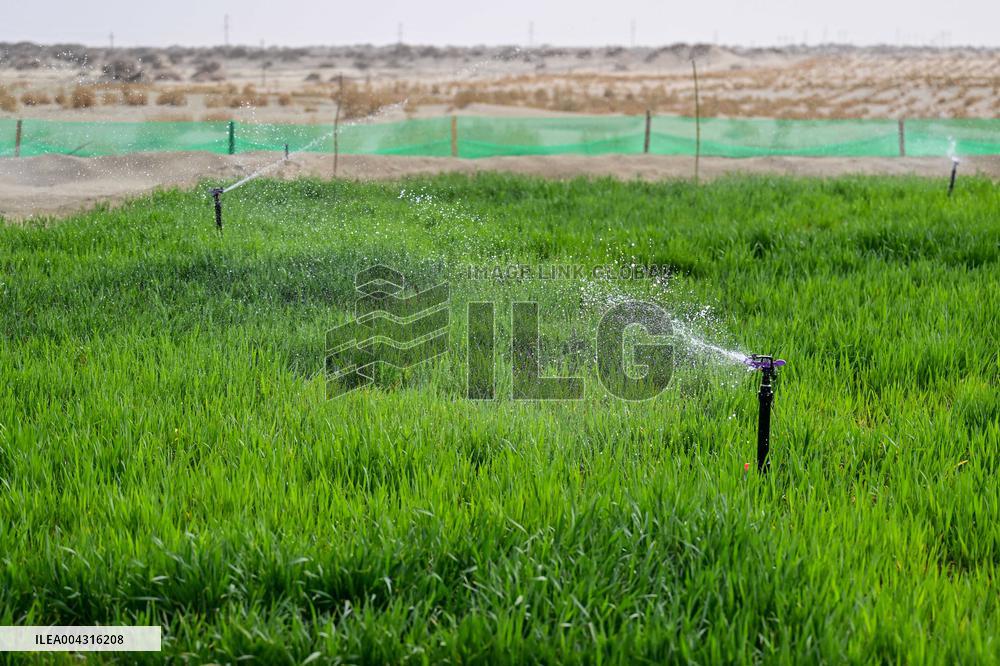 Taklimakan Desert Control Afforestation - China