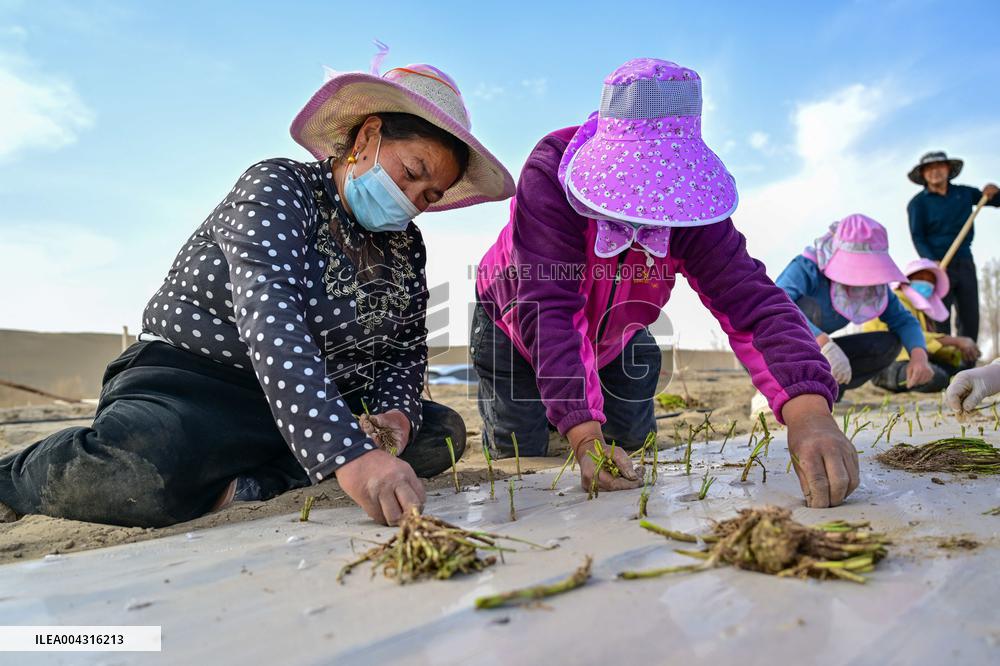 Taklimakan Desert Control Afforestation - China