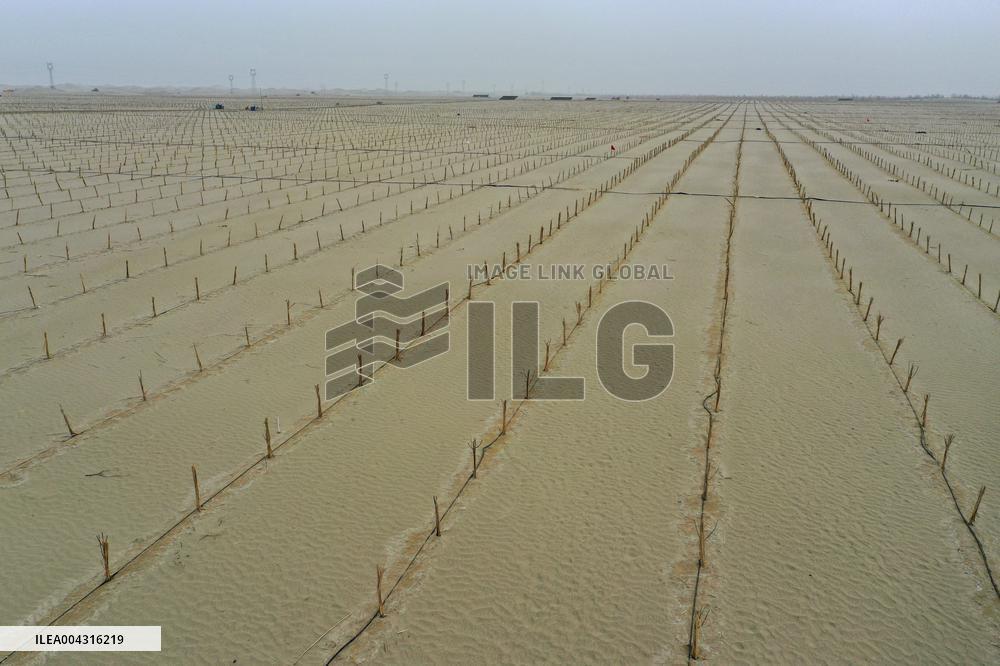 Taklimakan Desert Control Afforestation - China