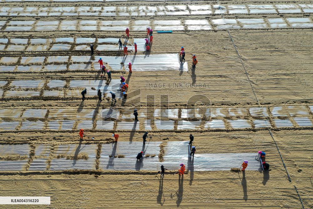 Taklimakan Desert Control Afforestation - China