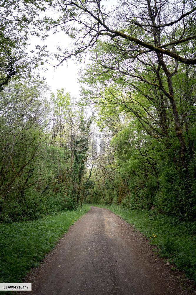Illustration of the woods next to Agathe Hilairet's house - Vivonne AJ