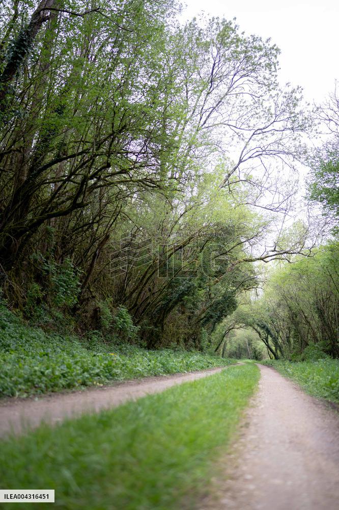 Illustration of the woods next to Agathe Hilairet's house - Vivonne AJ