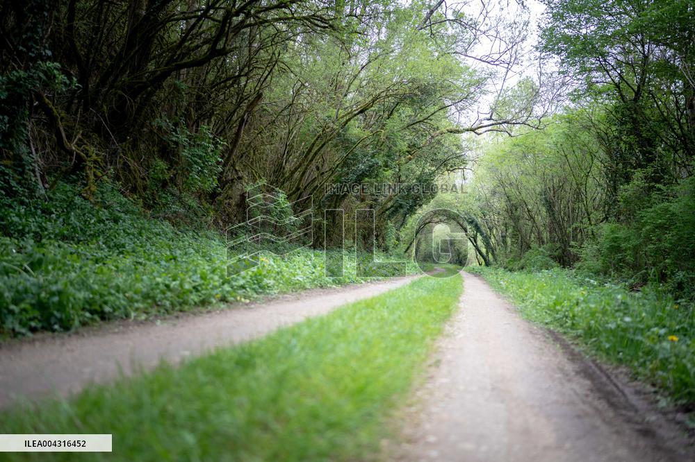 Illustration of the woods next to Agathe Hilairet's house - Vivonne AJ