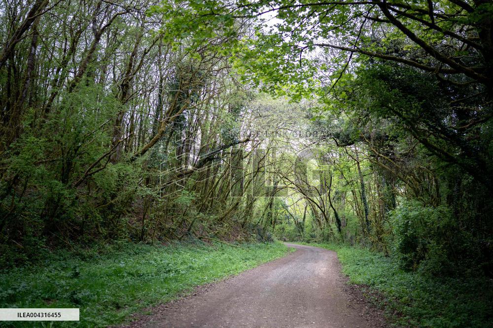 Illustration of the woods next to Agathe Hilairet's house - Vivonne AJ