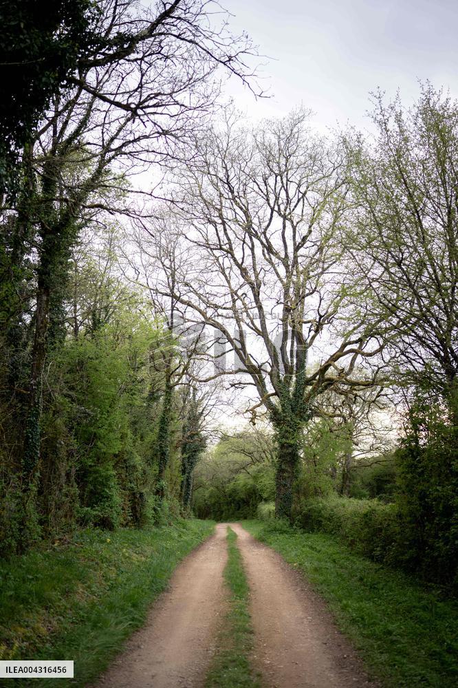 Illustration of the woods next to Agathe Hilairet's house - Vivonne AJ