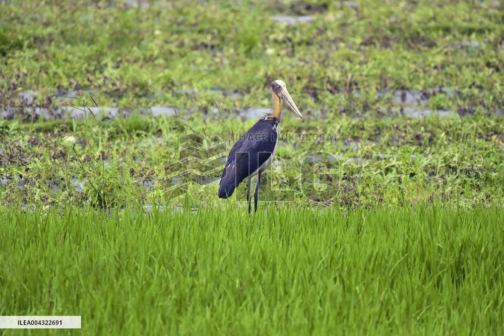 Endangered Lesser Adjutant Stork forages in Assam Paddy Field - India