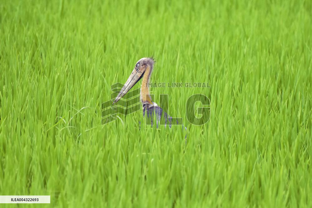 Endangered Lesser Adjutant Stork forages in Assam Paddy Field - India