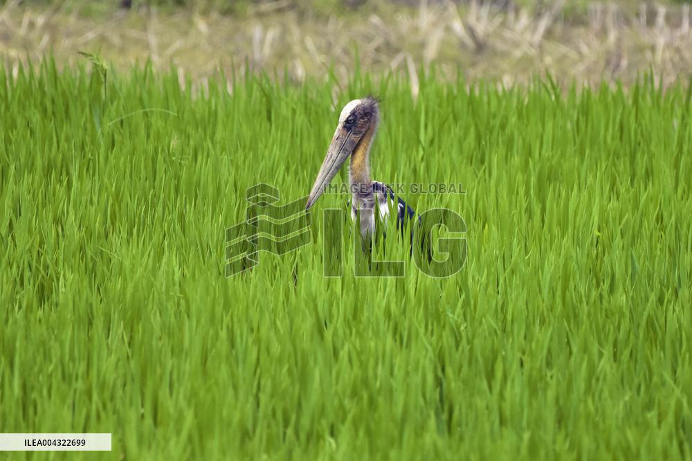 Endangered Lesser Adjutant Stork forages in Assam Paddy Field - India