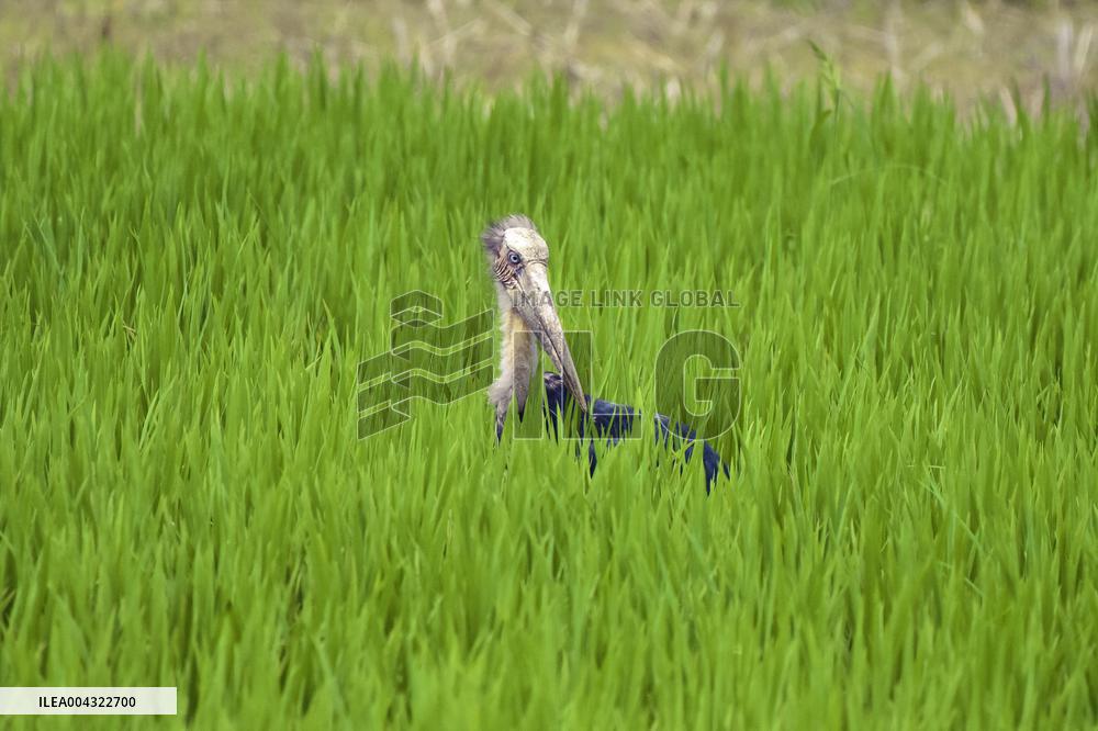 Endangered Lesser Adjutant Stork forages in Assam Paddy Field - India