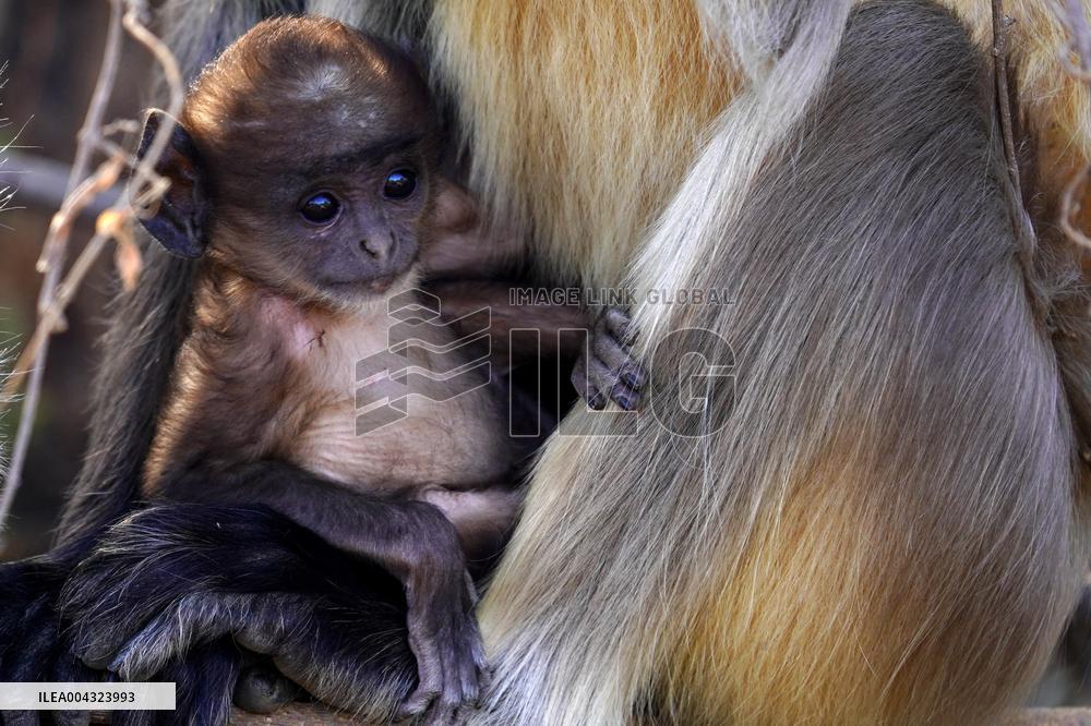 Monkeys during hot day in Pushkar - India