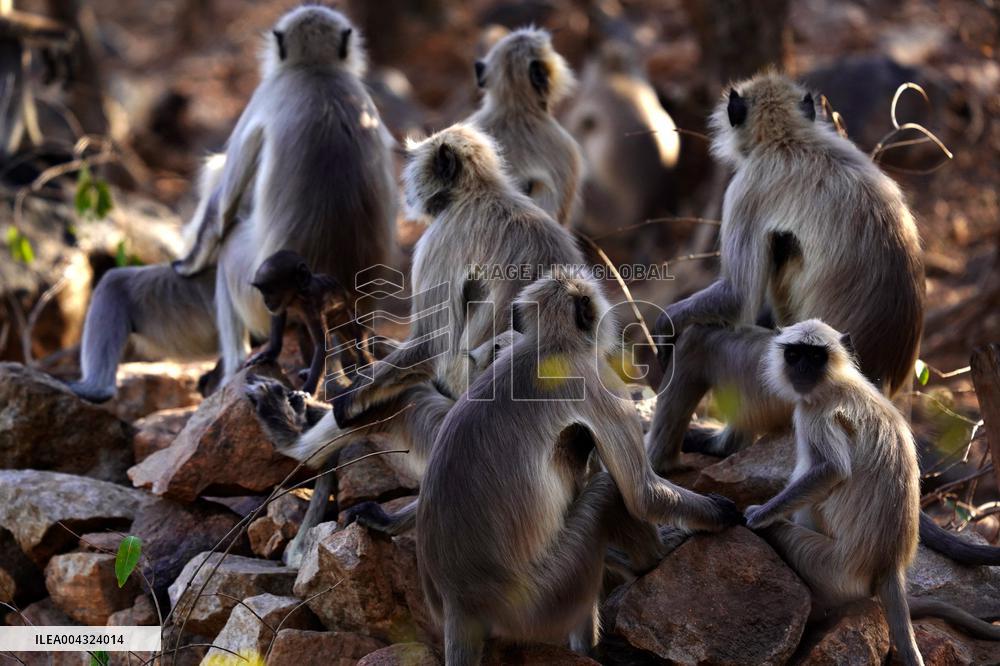 Monkeys during hot day in Pushkar - India