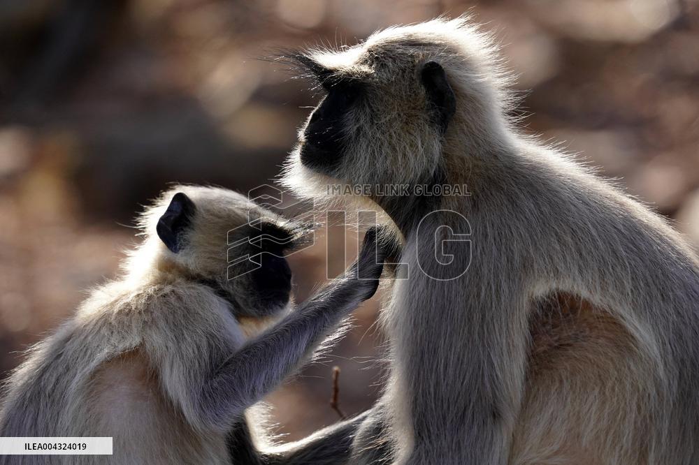 Monkeys during hot day in Pushkar - India
