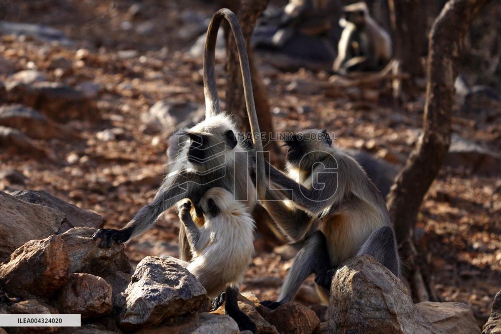 Monkeys during hot day in Pushkar - India