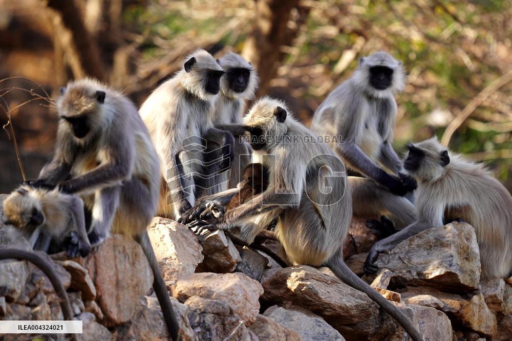 Monkeys during hot day in Pushkar - India