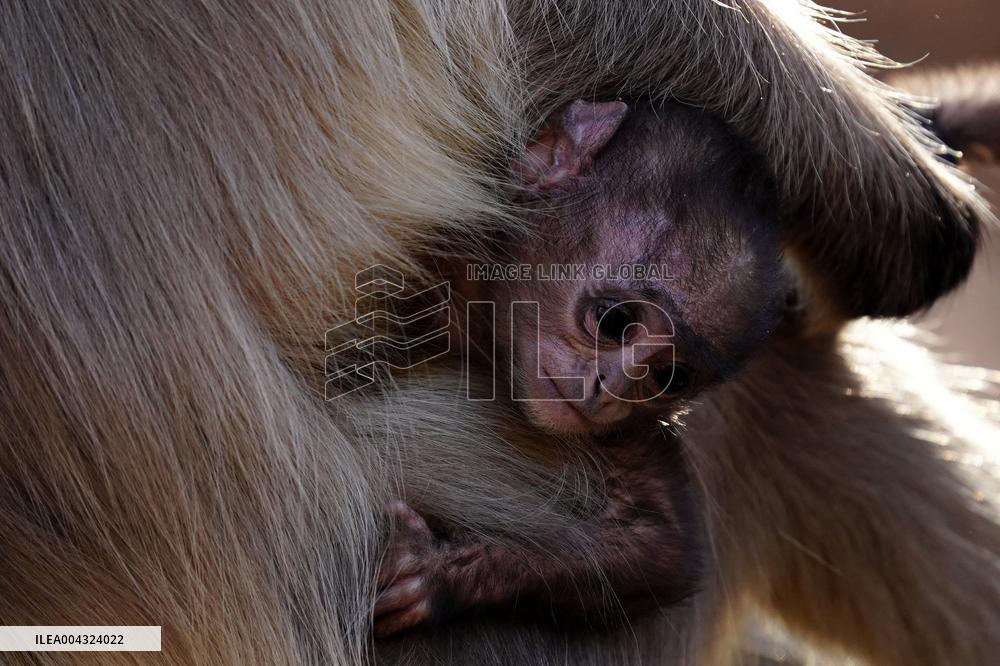 Monkeys during hot day in Pushkar - India