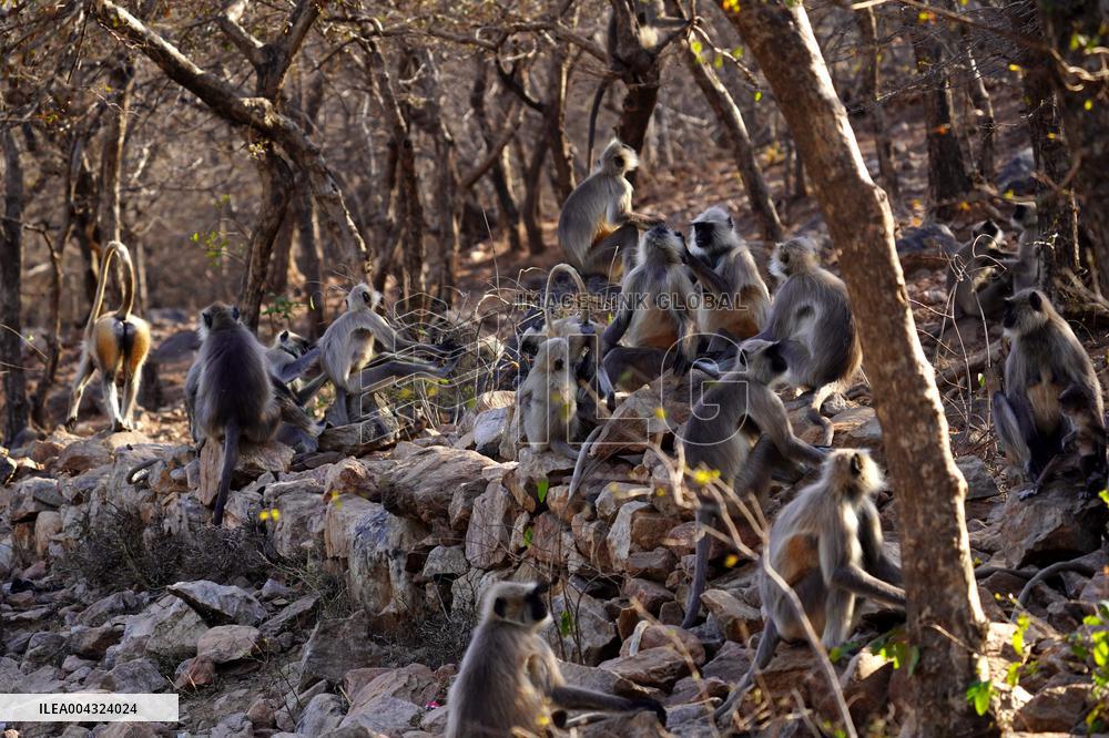 Monkeys during hot day in Pushkar - India