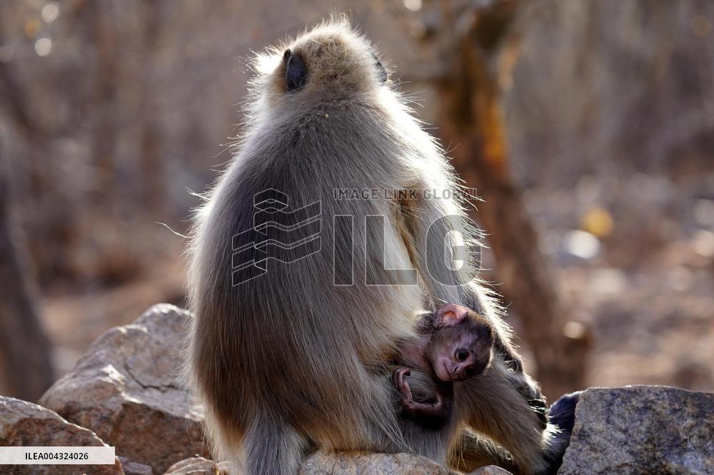Monkeys during hot day in Pushkar - India