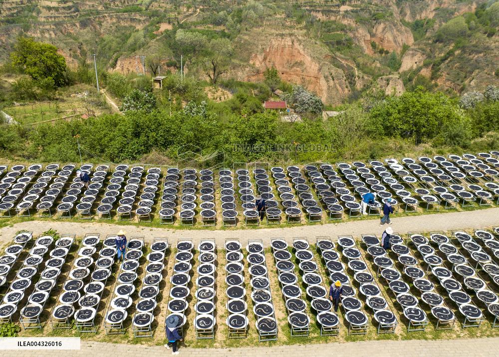 Steamed Black Sesame Seeds