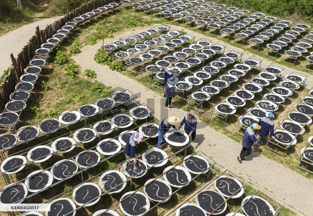Steamed Black Sesame Seeds