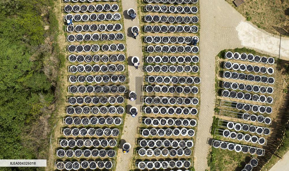 Steamed Black Sesame Seeds