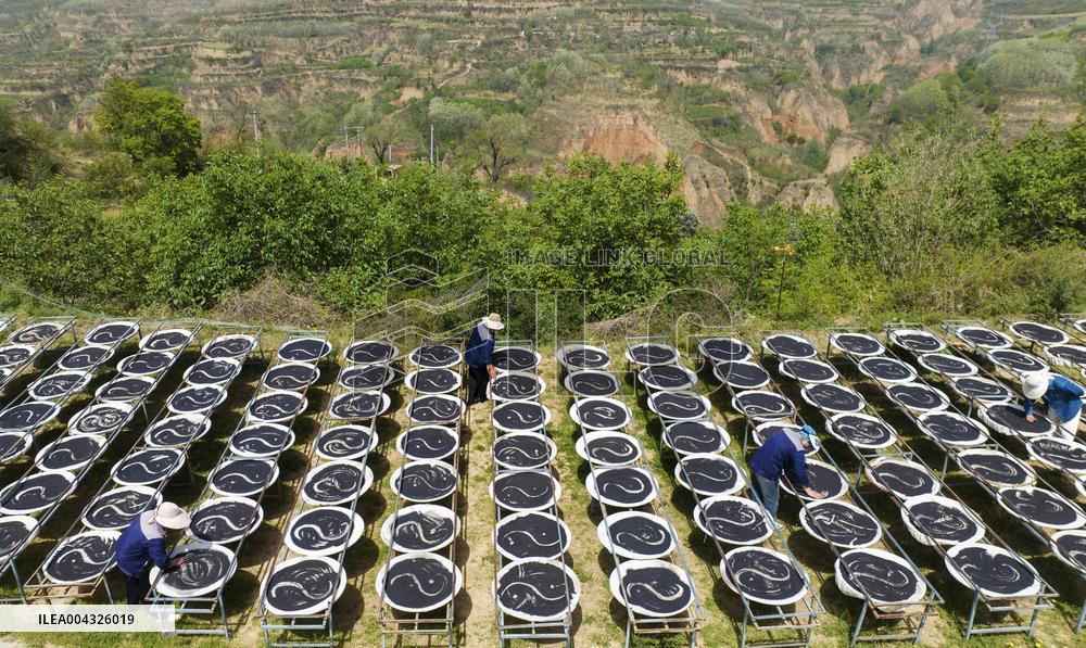Steamed Black Sesame Seeds
