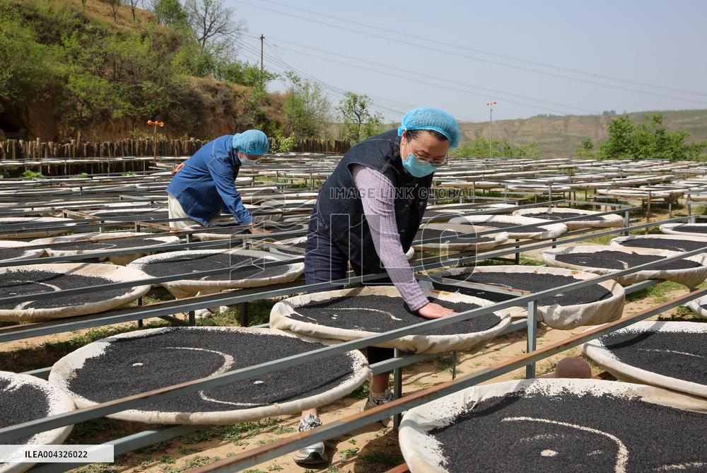 Steamed Black Sesame Seeds