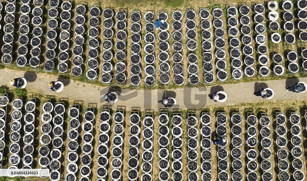 Steamed Black Sesame Seeds