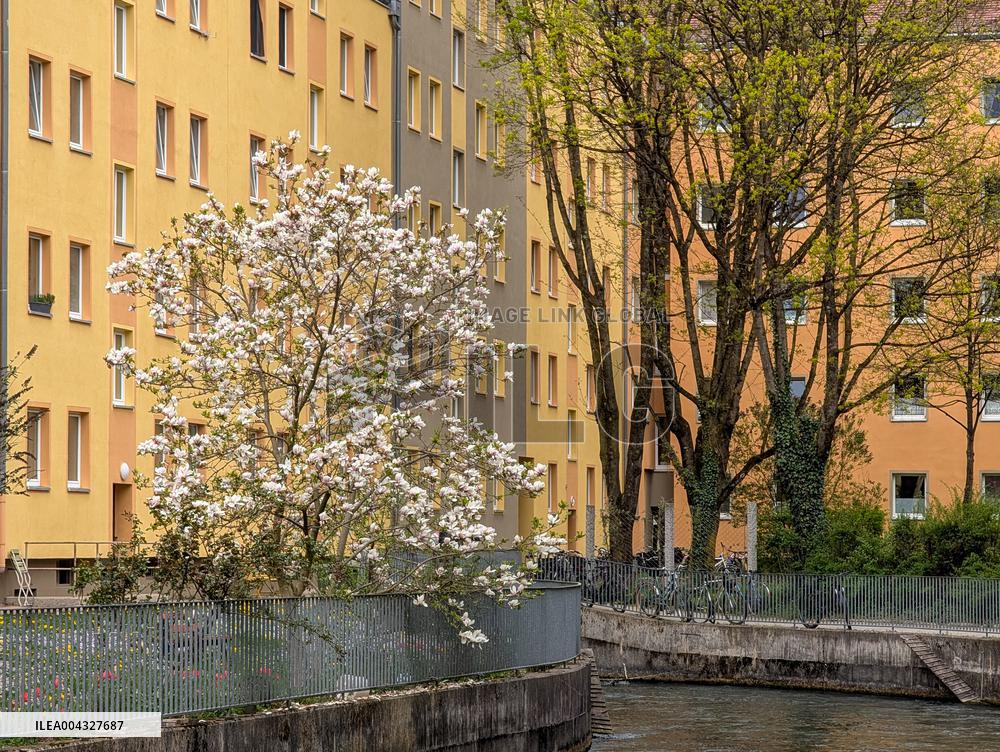 Full Bloom In Spring In A Residential Area In Munich