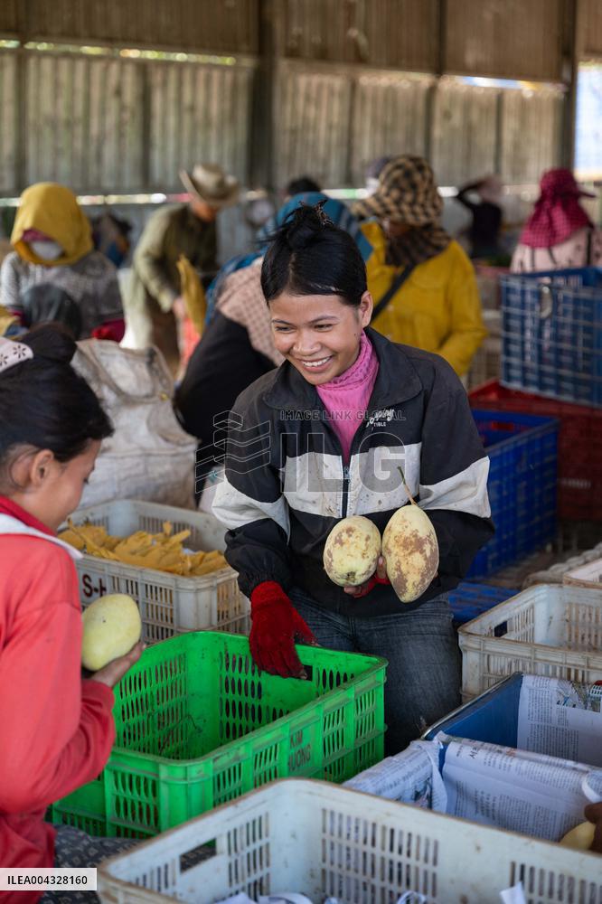 Mango Processing Factories - Cambodia and China