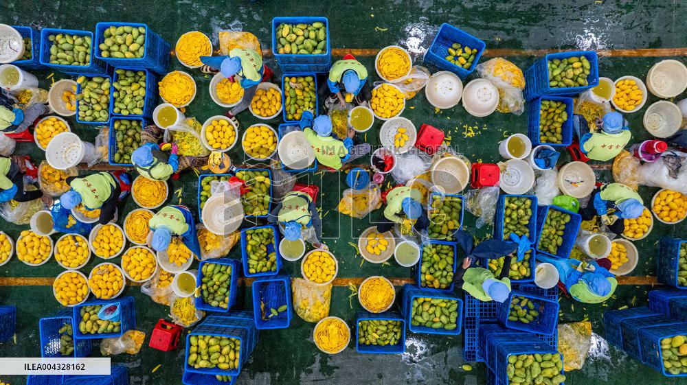 Mango Processing Factories - Cambodia and China