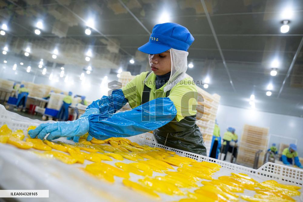 Mango Processing Factories - Cambodia and China