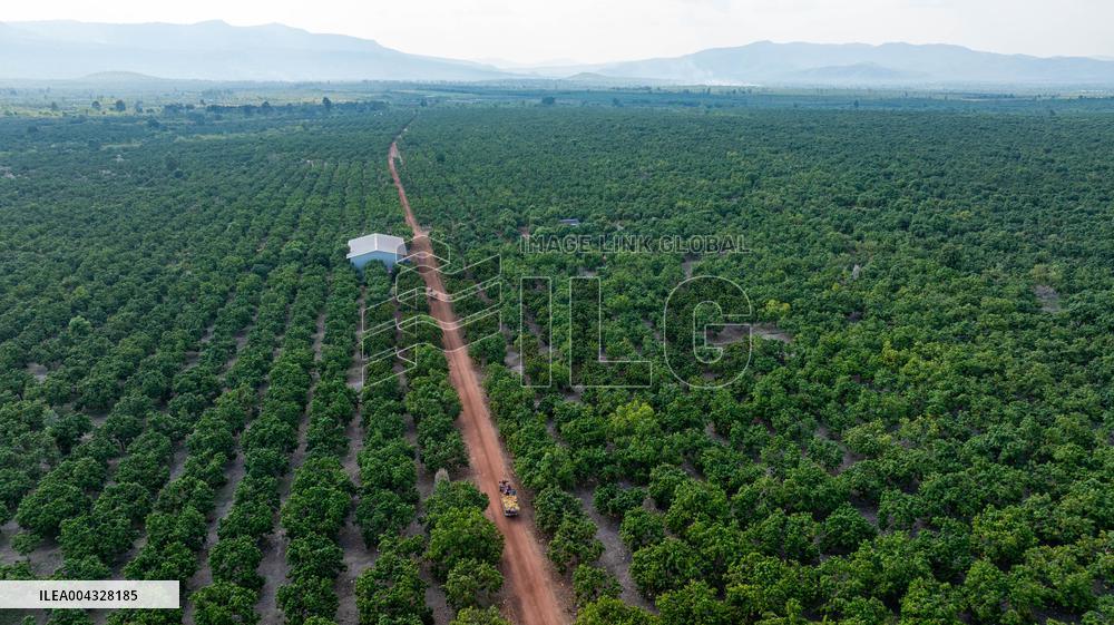 Mango Processing Factories - Cambodia and China