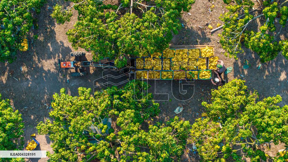 Mango Processing Factories - Cambodia and China