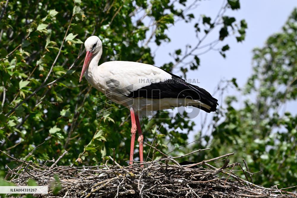 White Storks - France