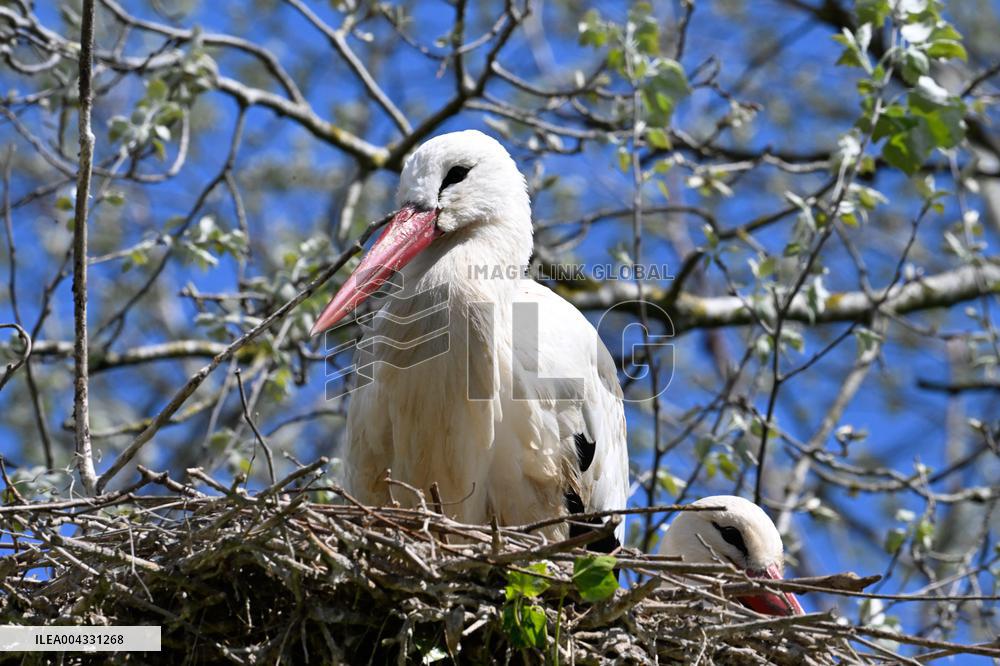 White Storks - France